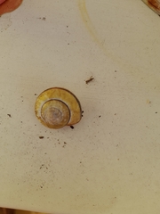 Cepaea