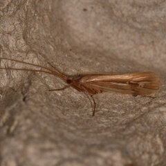 Limnephilus ornatus