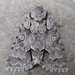 Acronicta grisea - Photo (c) edporopat, algunos derechos reservados (CC BY-NC), subido por edporopat
