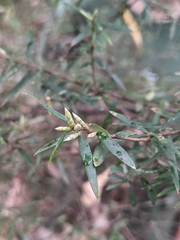 Acrotriche aggregata