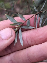 Acrotriche aggregata