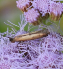 Elasmopalpus lignosella