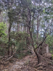 Acrotriche aggregata