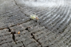 Euceraphis