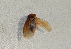 Rhytidodus
