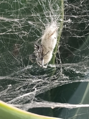 Cyrtophora citricola