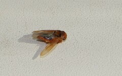 Rhytidodus