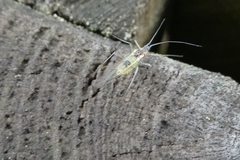 Euceraphis