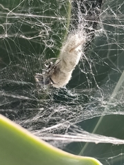 Cyrtophora citricola