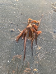 Octopus americanus
