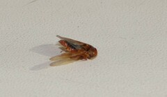 Rhytidodus