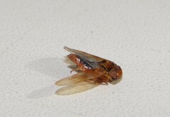 Rhytidodus