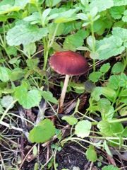 Psathyrella bipellis