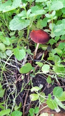 Psathyrella bipellis