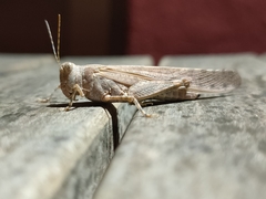 Sphingonotus rubescens