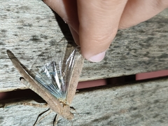 Sphingonotus rubescens