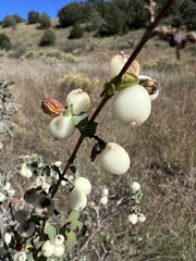 Symphoricarpos