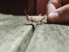 Sphingonotus rubescens