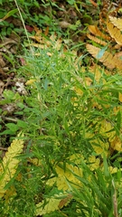 Dichanthelium
