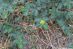 Tribulus terrestris