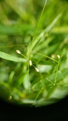 Dichanthelium