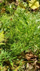 Dichanthelium