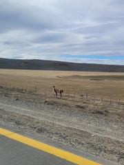 Lama guanicoe