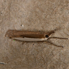 Crambus leachellus