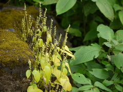 Rhynchoglossum obliquum