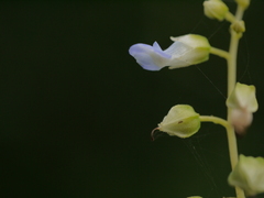 Rhynchoglossum obliquum