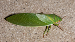 Cystosoma saundersii