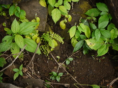 Rhynchoglossum obliquum