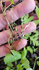 Hydrocotyle americana
