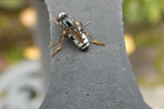 Platypezidae