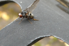Platypezidae
