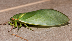 Cystosoma saundersii