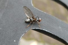 Platypezidae