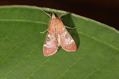 Omiodes stigmosalis image