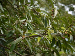 Bridelia retusa
