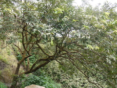 Bridelia retusa