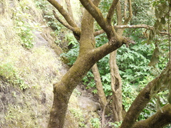 Bridelia retusa