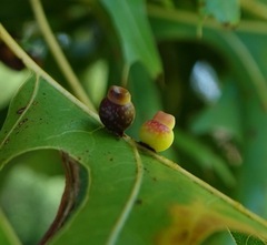 Kokkocynips rileyi