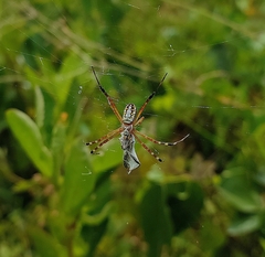 Argiope catenulata