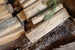 Neotoma floridana