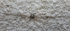 Dicranopalpus caudatus