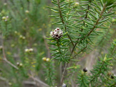 Phylica purpurea
