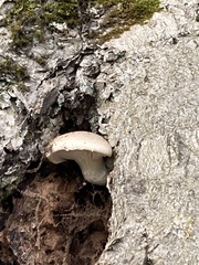 Pleurotus