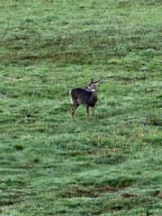 Odocoileus virginianus