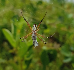 Argiope catenulata