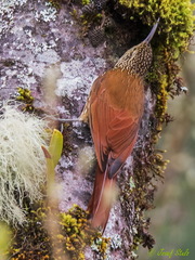 Lepidocolaptes affinis